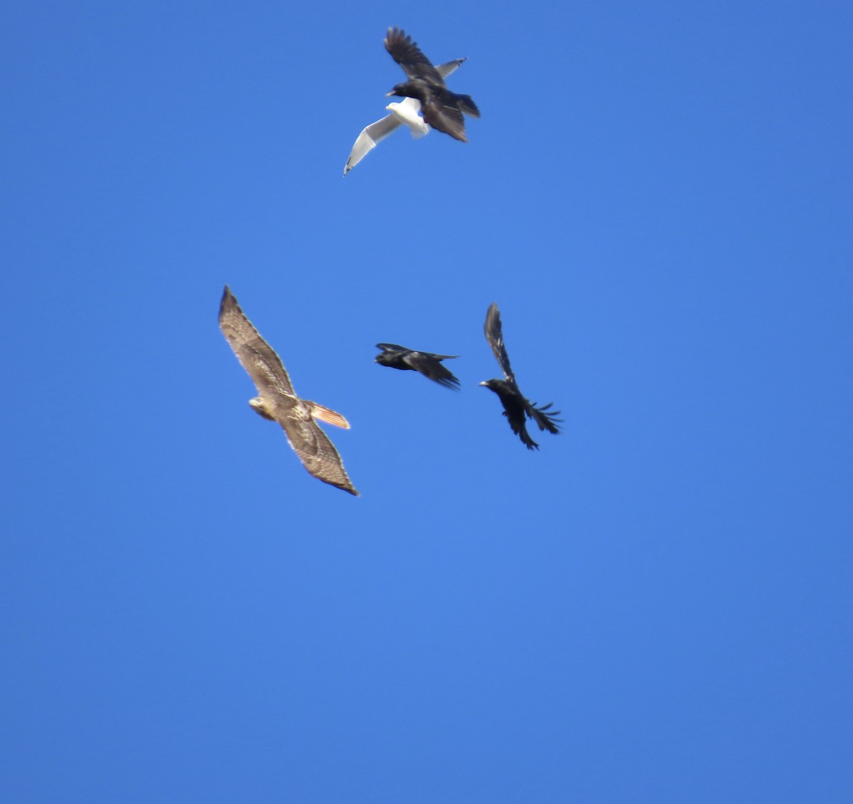 Red-tailed Hawk - ML645234734