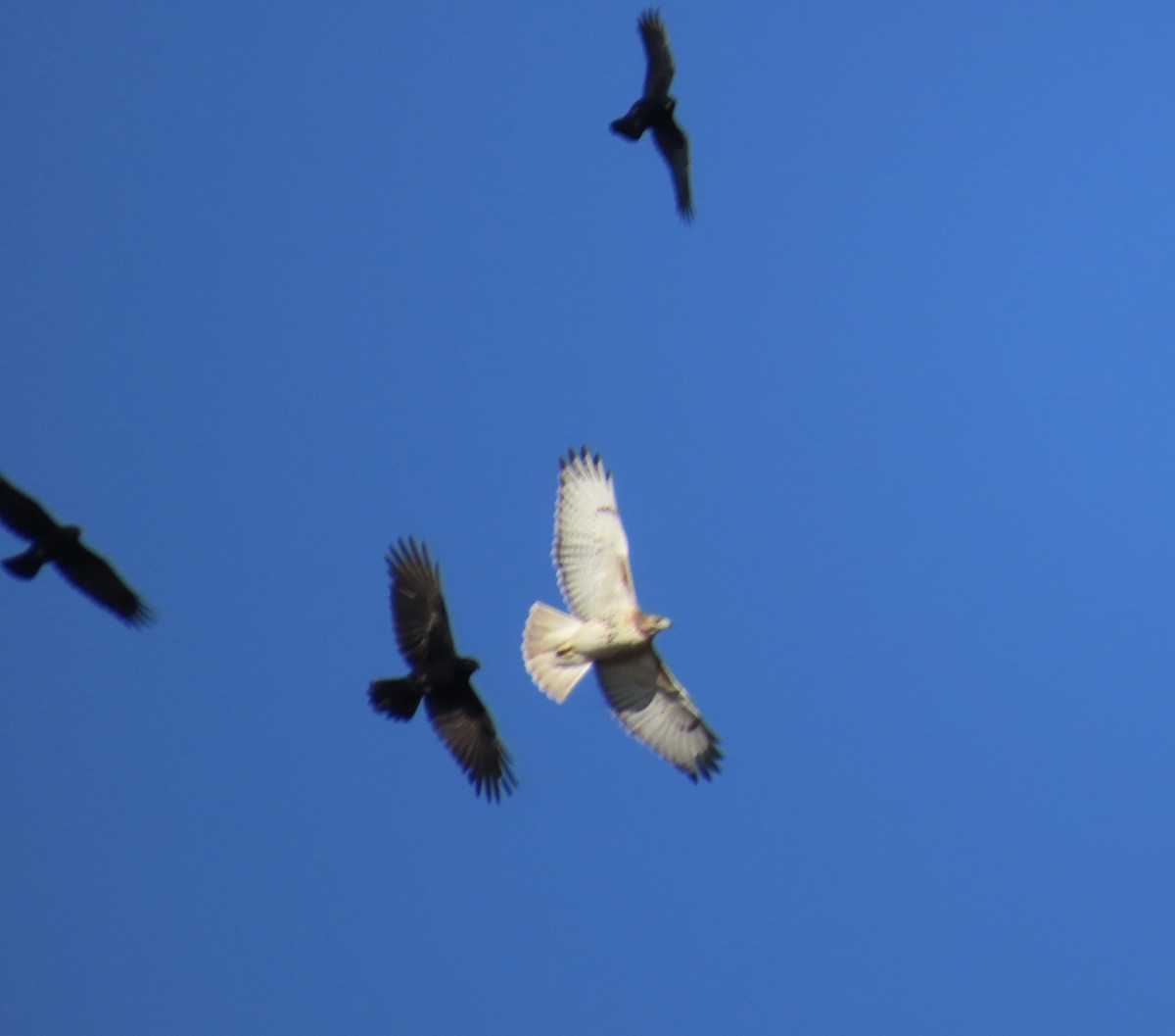 Red-tailed Hawk - ML645234735