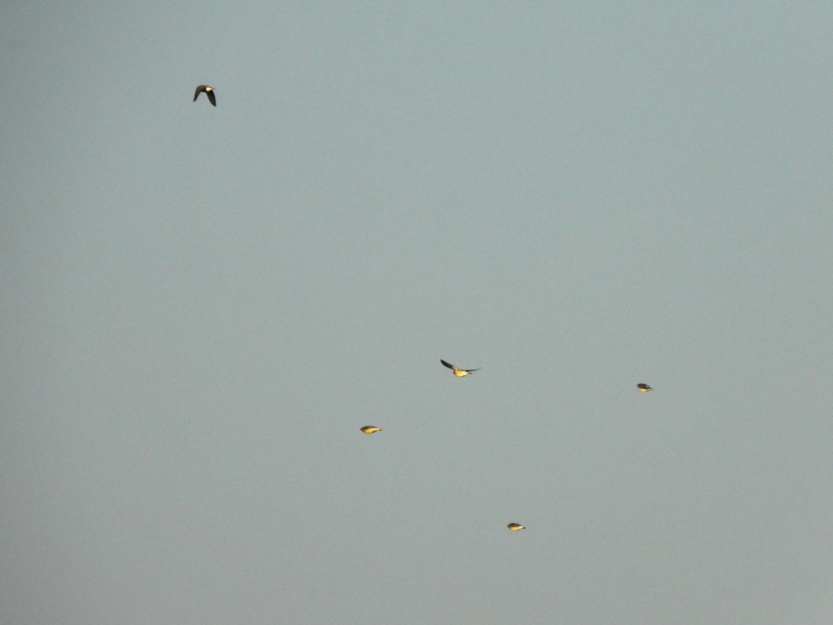 Cedar Waxwing - ML645234741