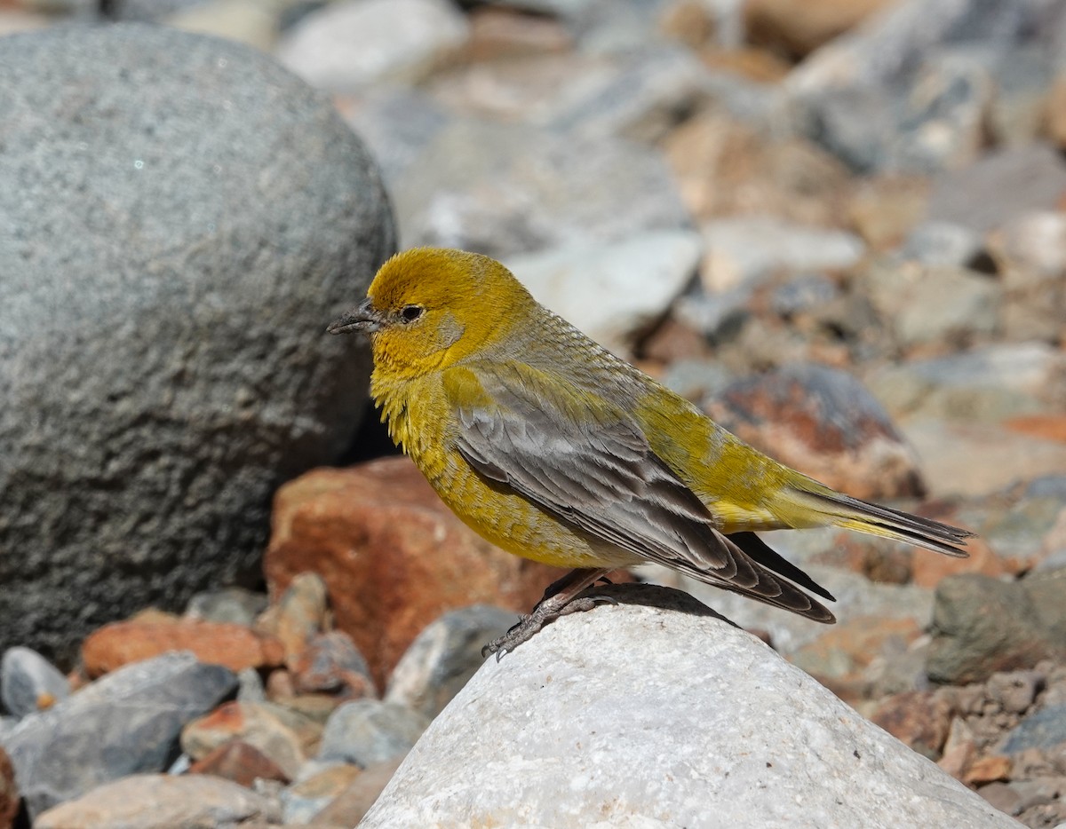 Greater Yellow-Finch - ML645234745