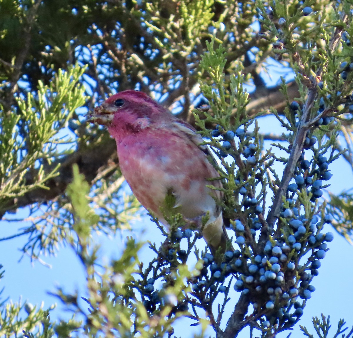 Purple Finch - ML645234746