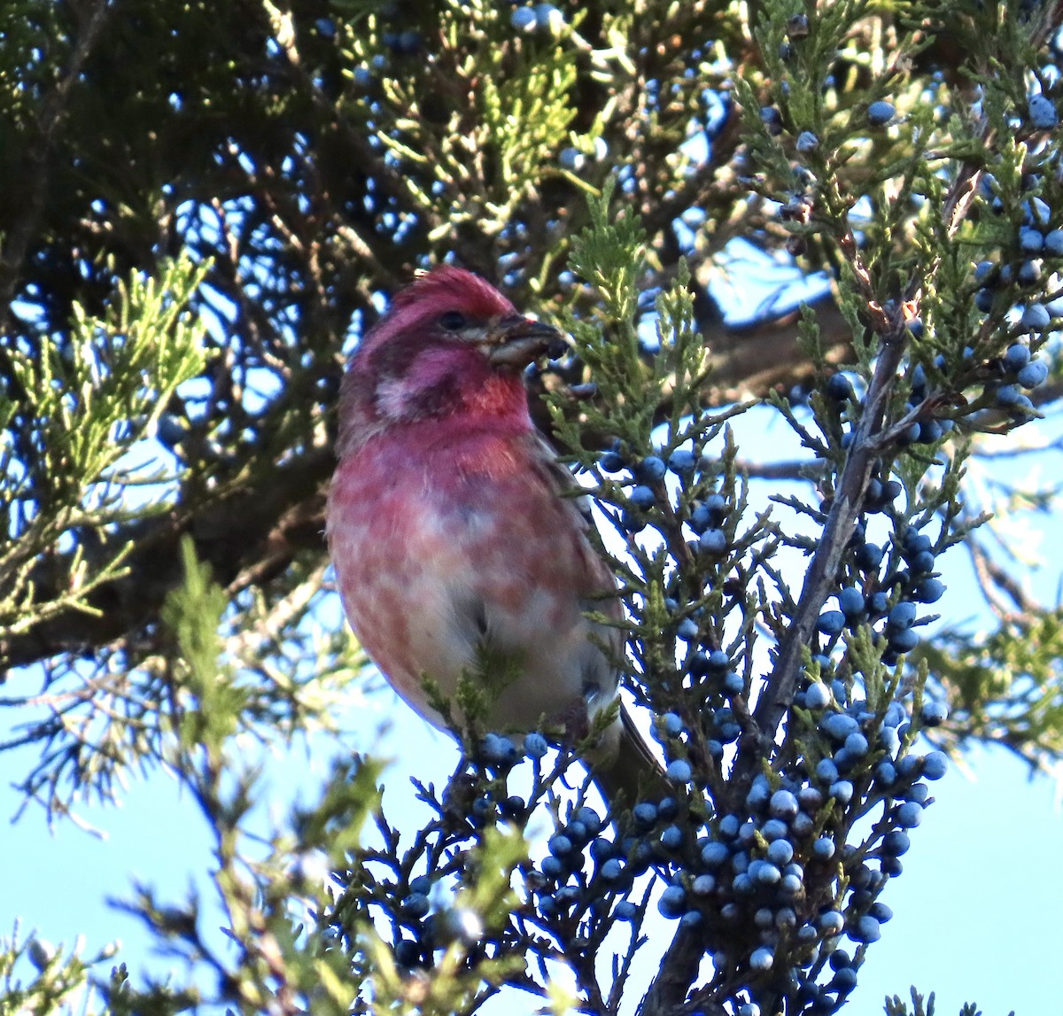 Purple Finch - ML645234747