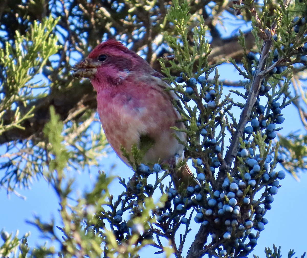 Purple Finch - ML645234748