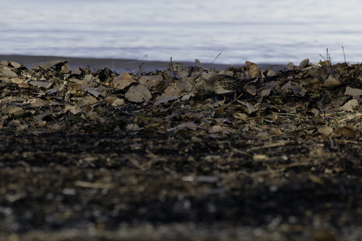 アメリカウズラシギ - ML645234753