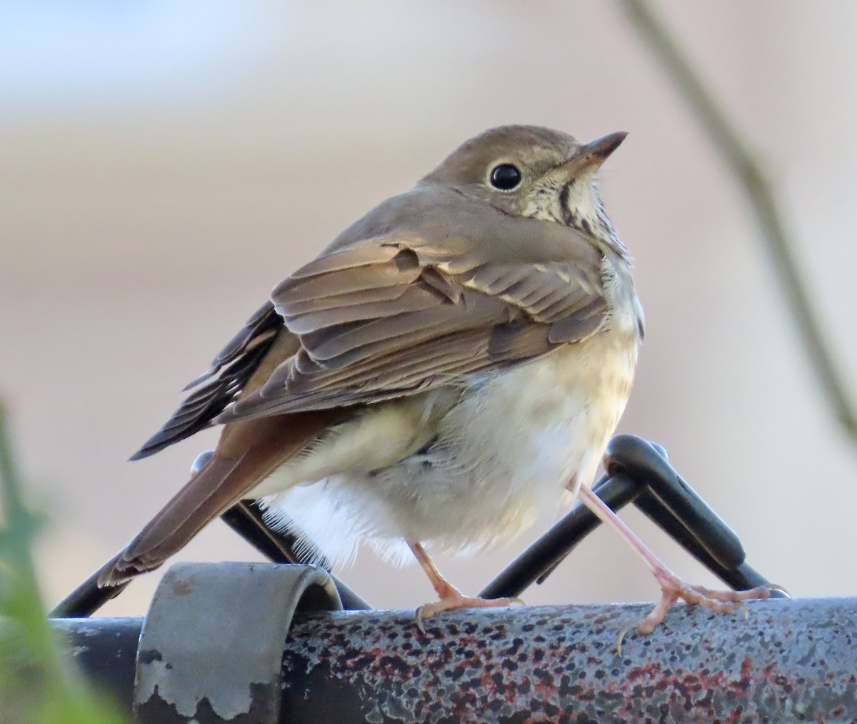 Hermit Thrush - ML645234757
