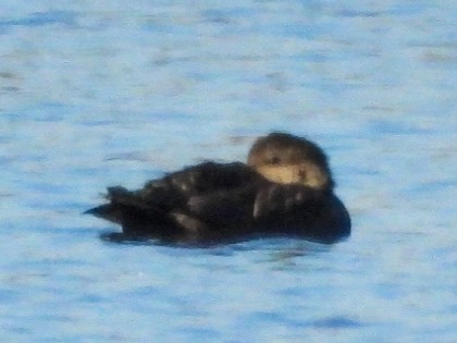 Серая утка - ML645234770