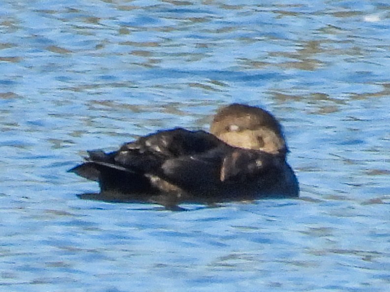 Серая утка - ML645234771