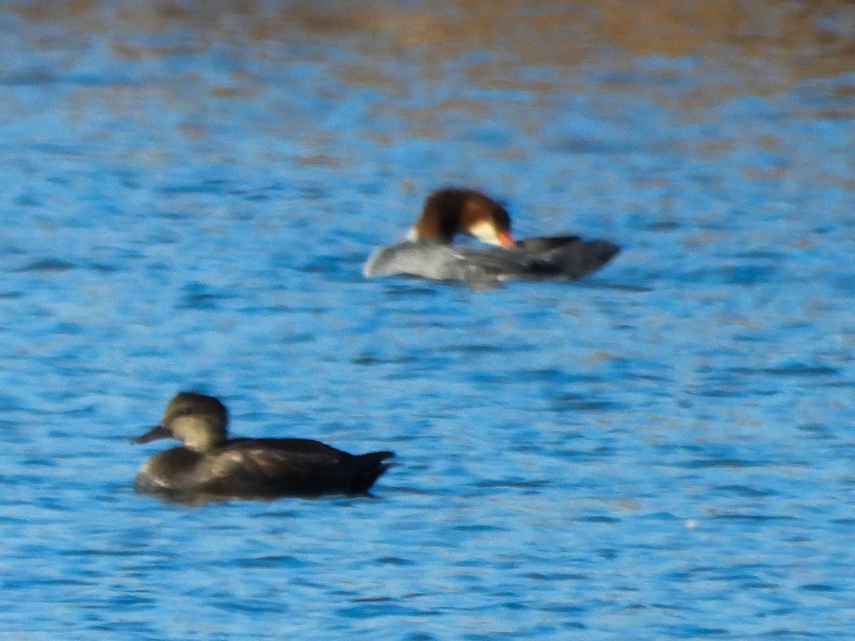 Серая утка - ML645234772