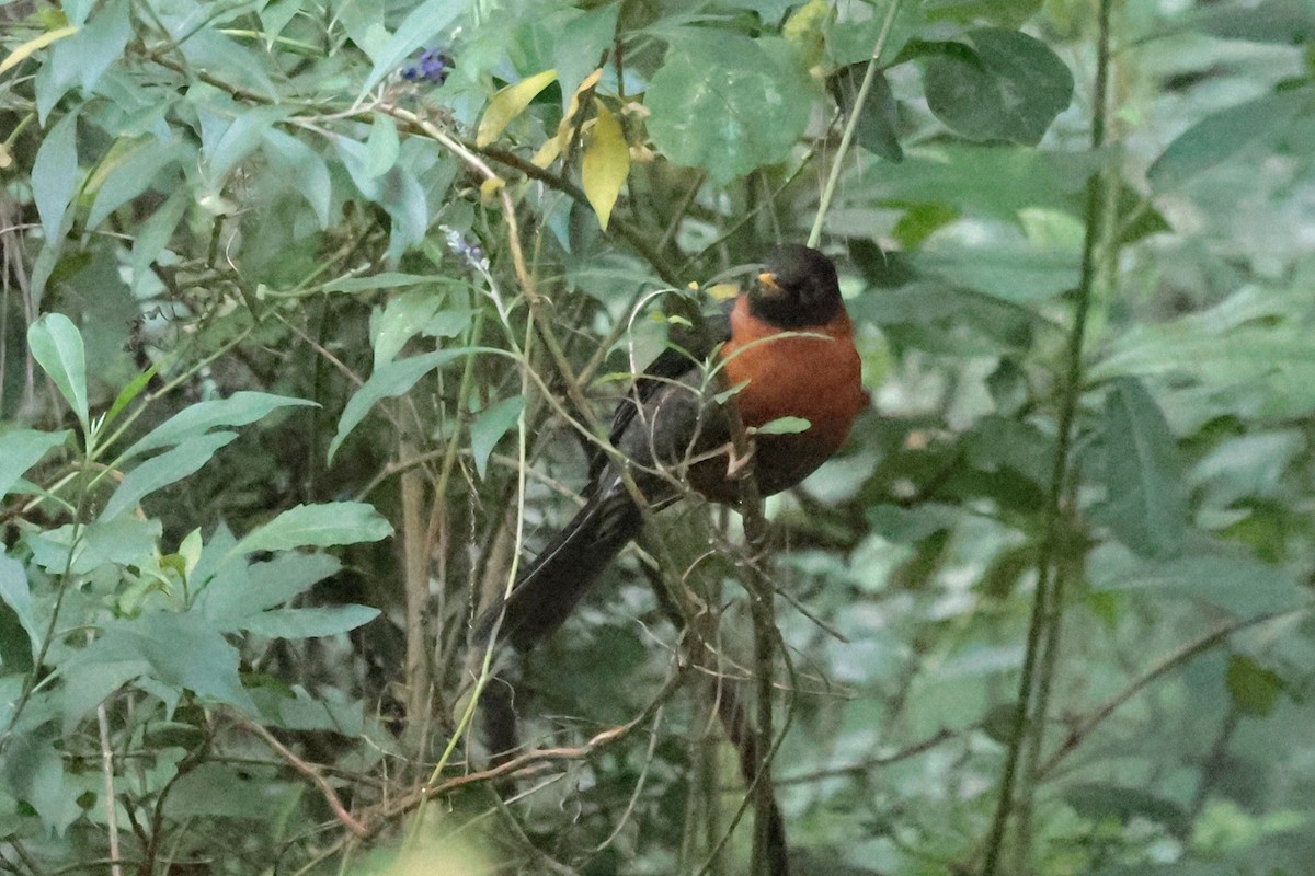 Rotnackendrossel - ML645234773