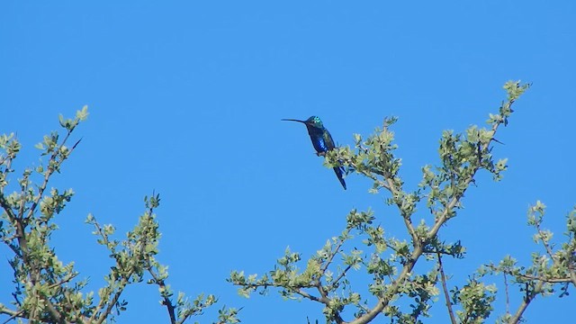 Blue-tufted Starthroat - ML645234779