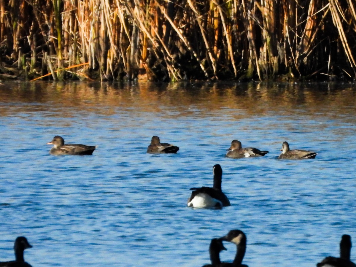 Серая утка - ML645234786