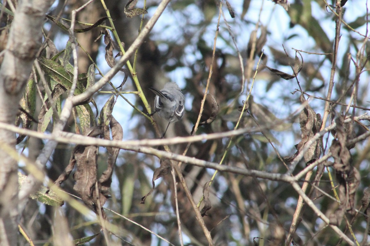 Perlita Grisilla - ML645234818