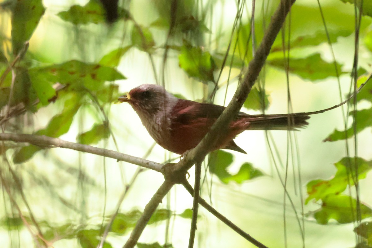 rosenparula - ML645234819