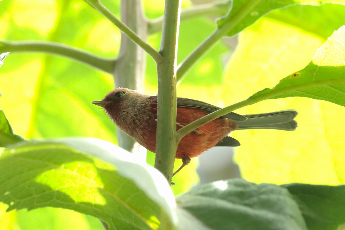 rosenparula - ML645234820