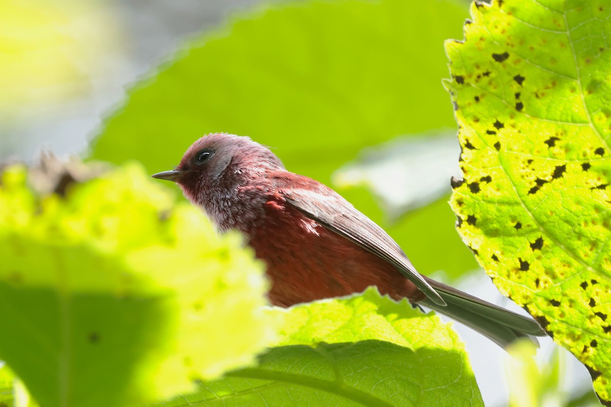 rosenparula - ML645234821