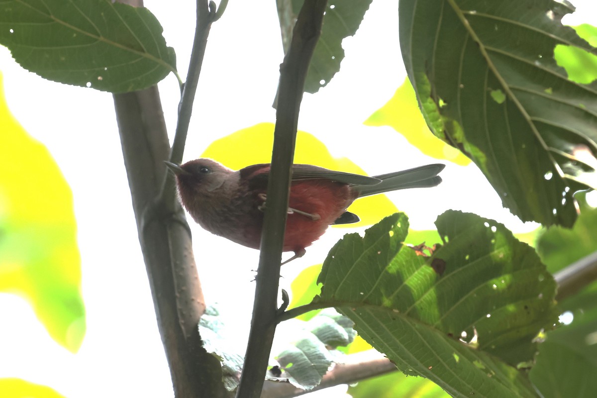 rosenparula - ML645234822