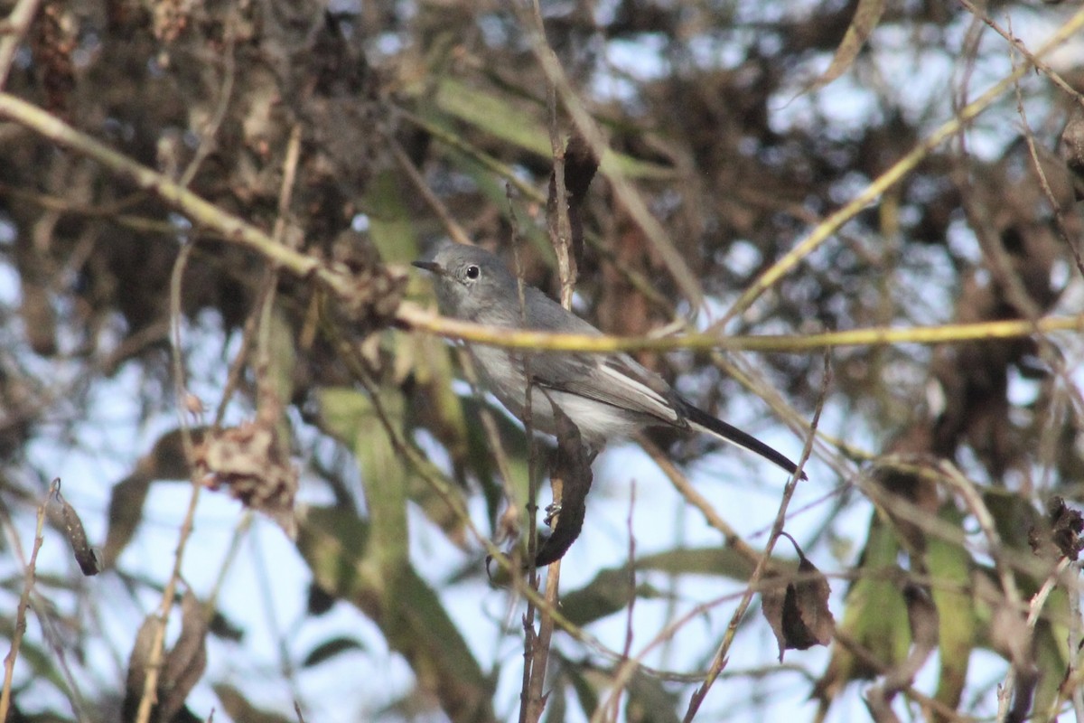 Perlita Grisilla - ML645234823