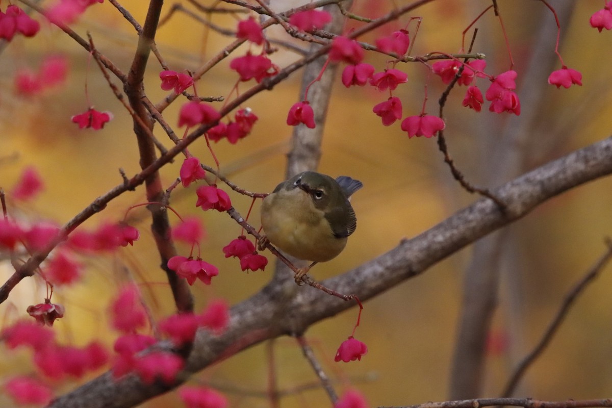 lesňáček modrohřbetý - ML645234827