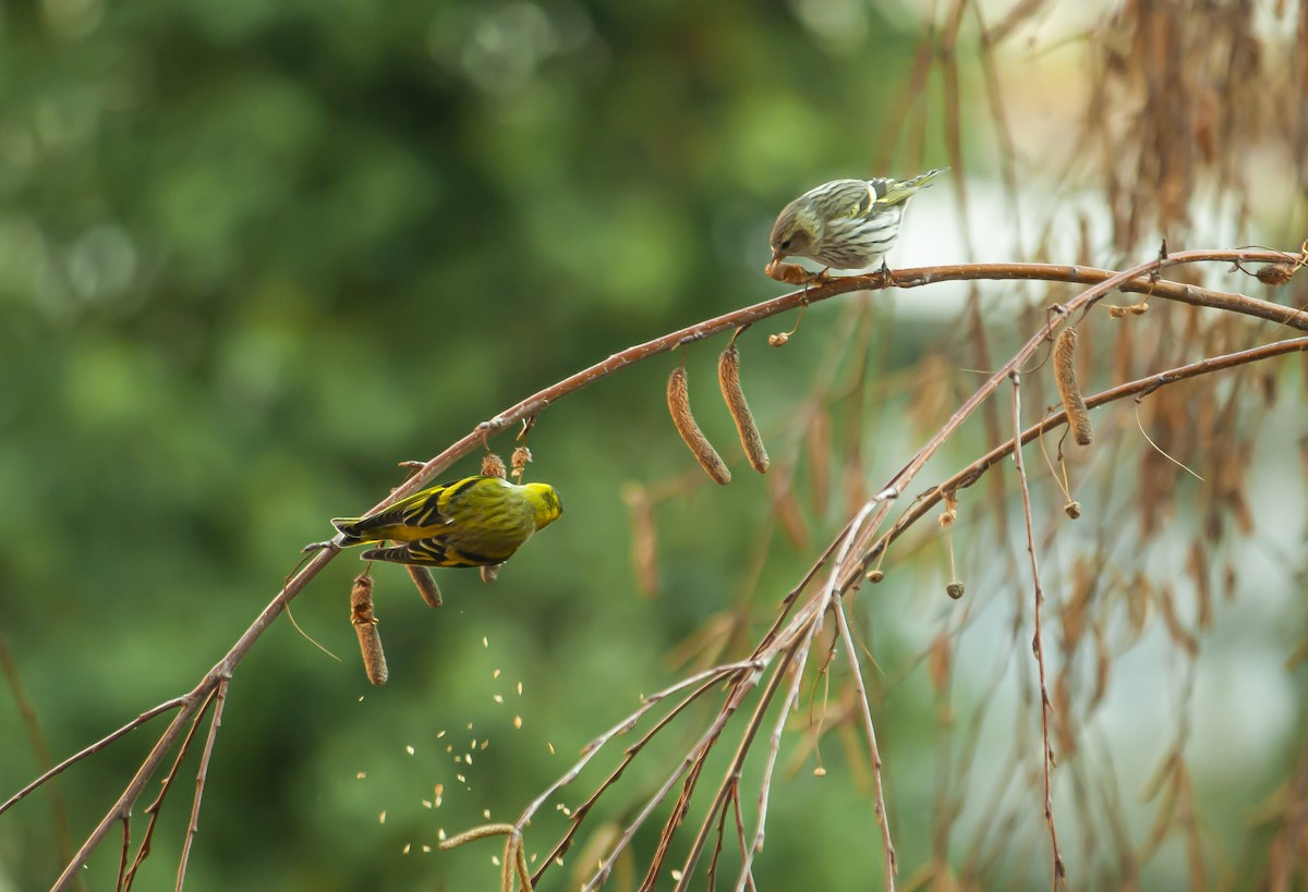 Eurasian Siskin - ML645234828