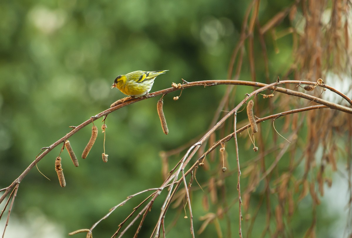 Eurasian Siskin - ML645234829
