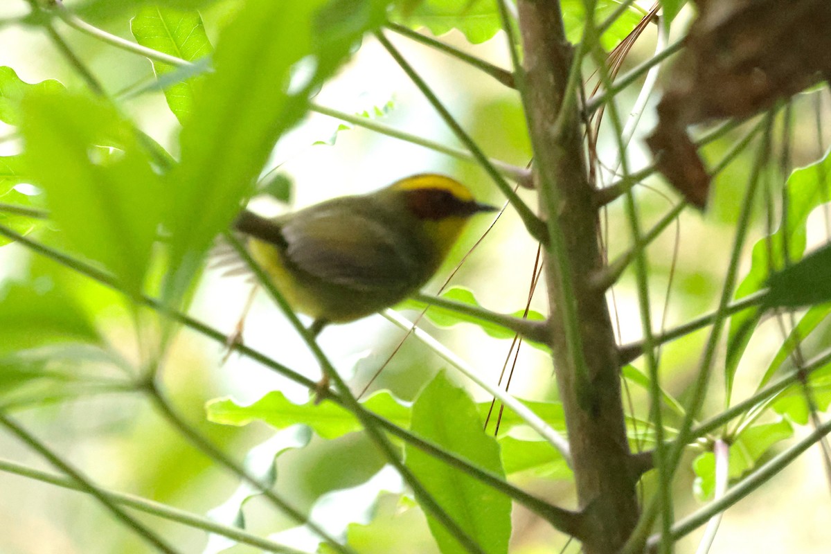 Коронник золотобровий - ML645234841