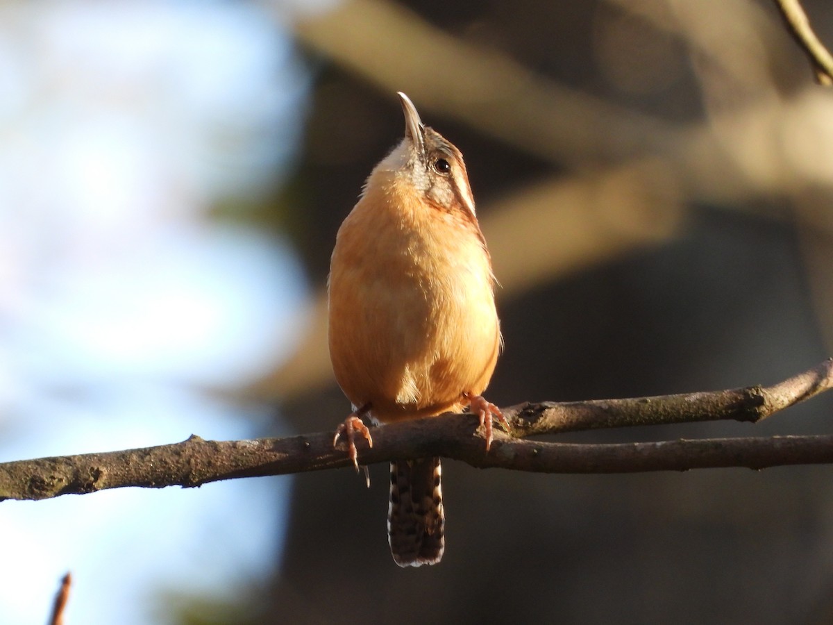 Carolina Wren - ML645234845