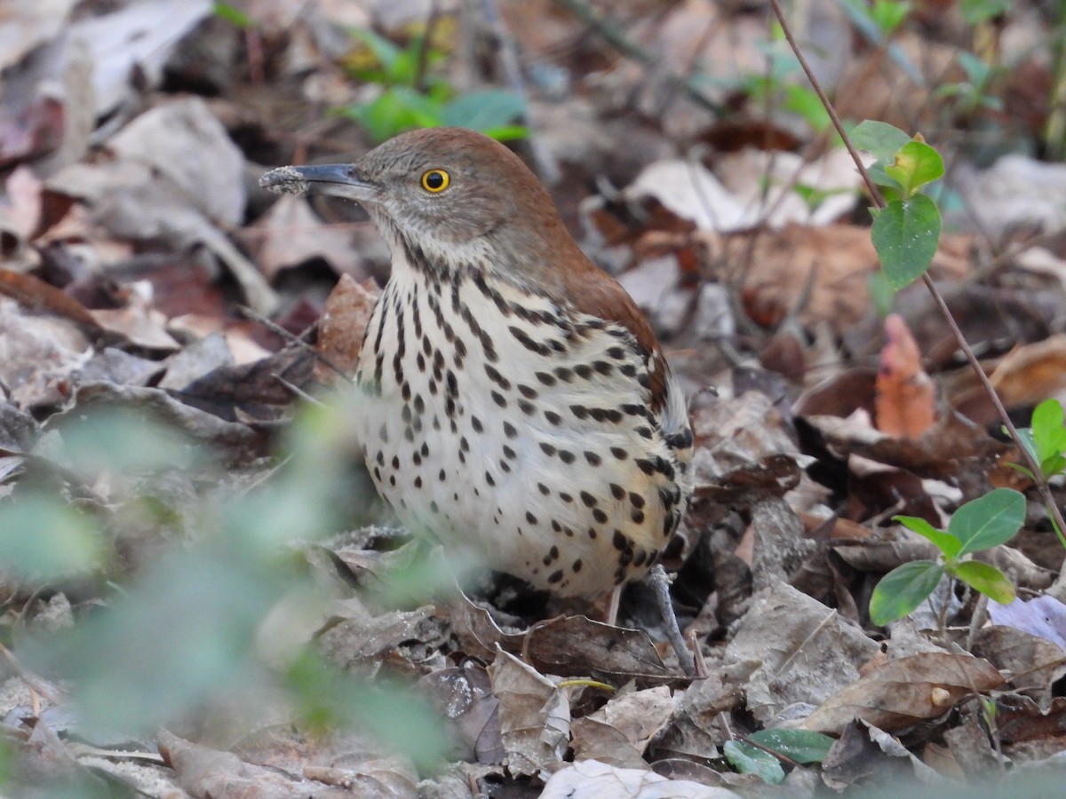 Тремблер прямодзьобий - ML645234856