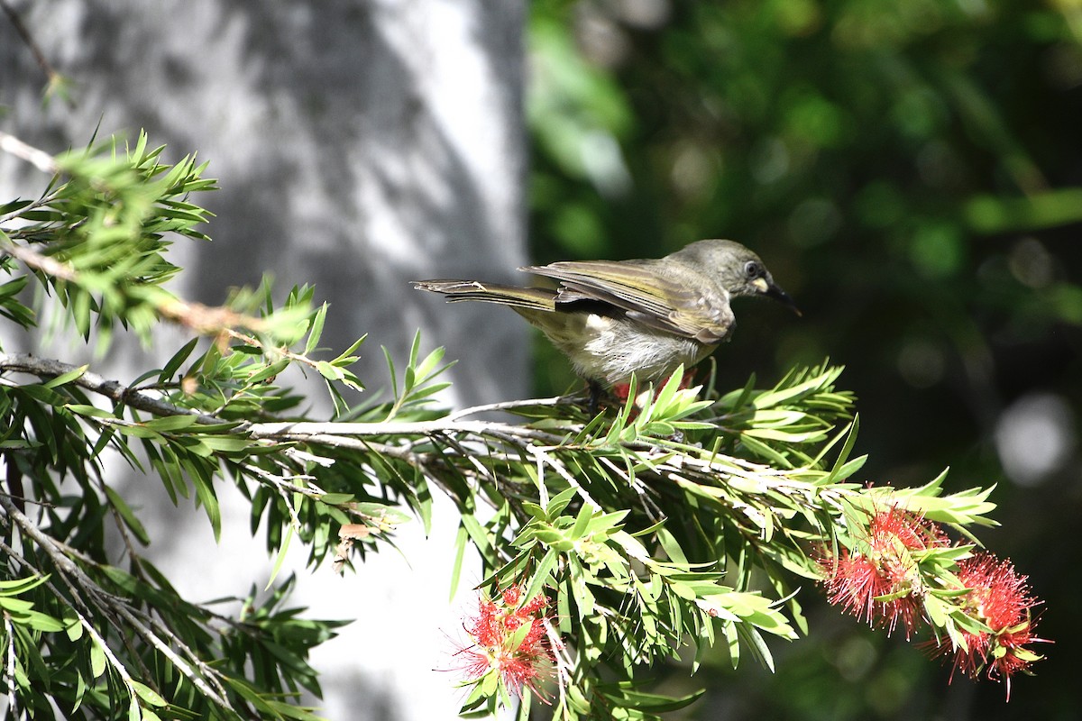 White-gaped Honeyeater - ML645234858