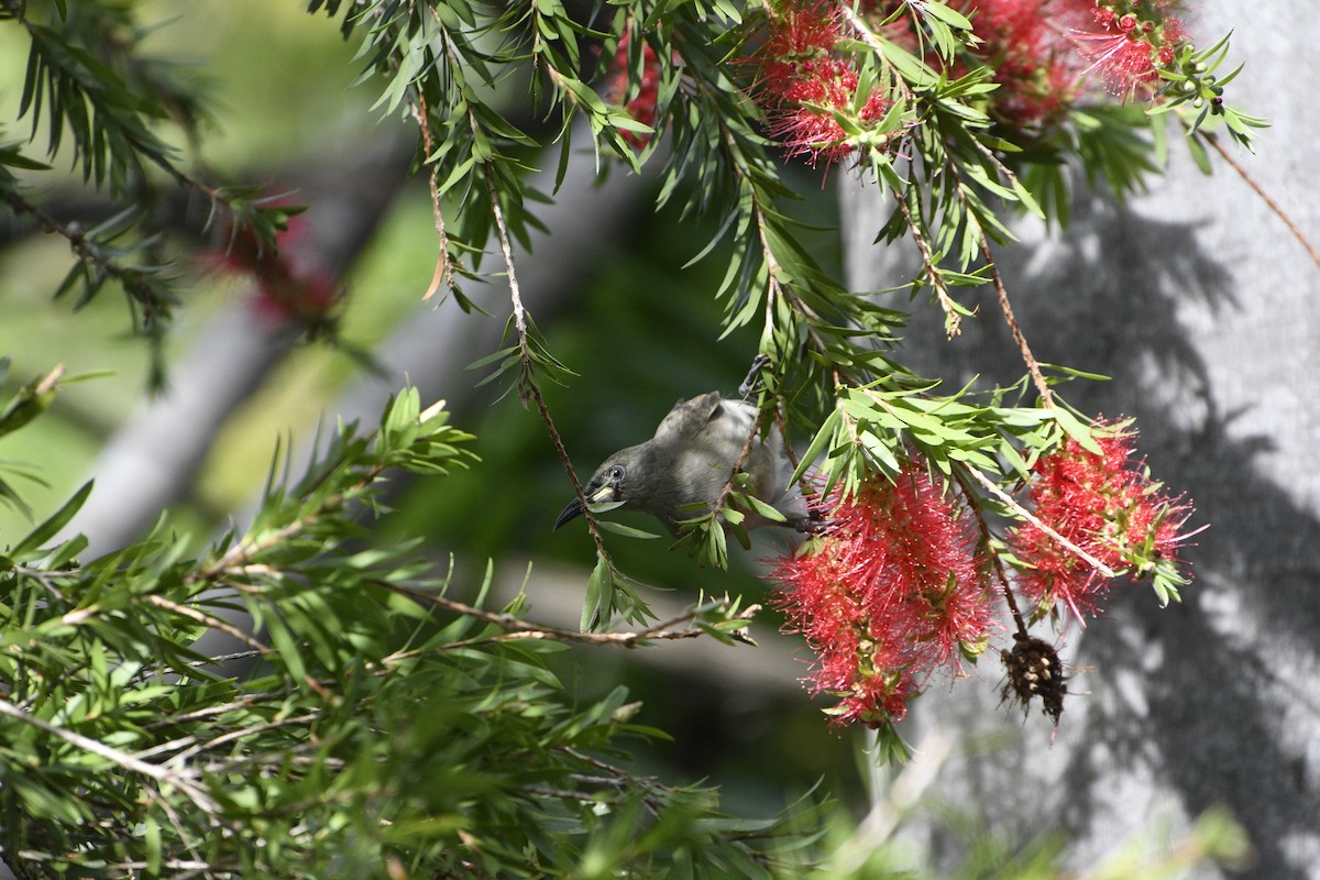 White-gaped Honeyeater - ML645234859