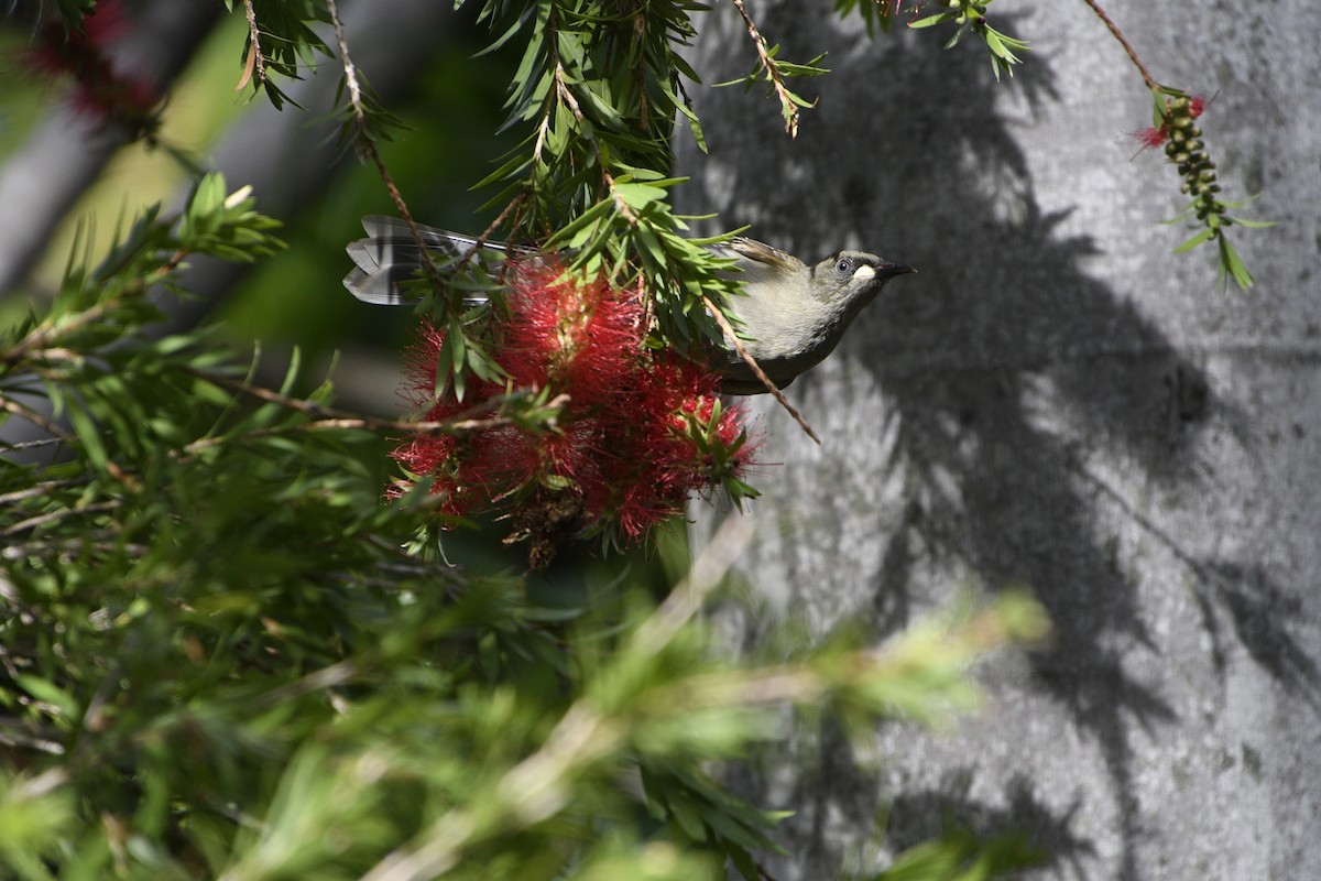 White-gaped Honeyeater - ML645234860
