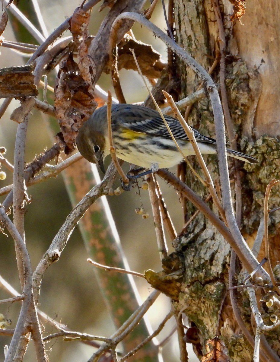 Yellow-rumped Warbler - ML645234862