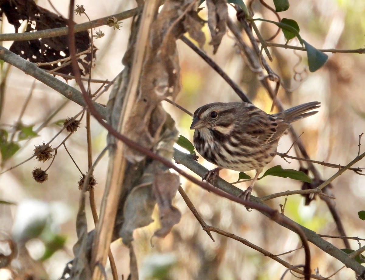 Song Sparrow - ML645234865