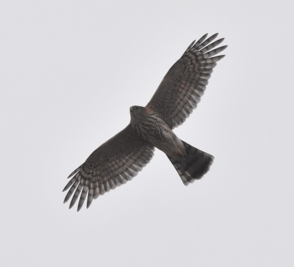 trostehauk - ML645234879