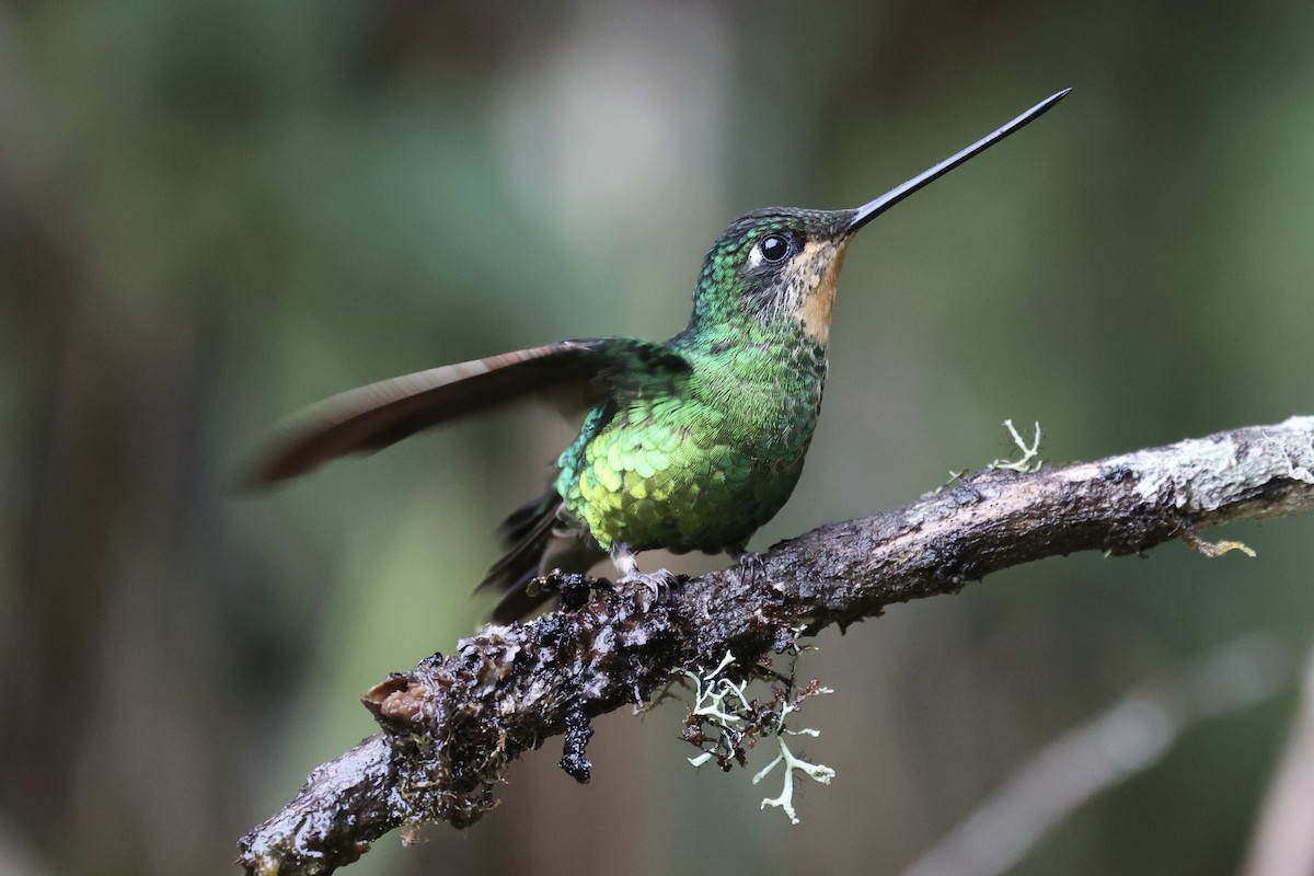 Dusky Starfrontlet - ML645234882