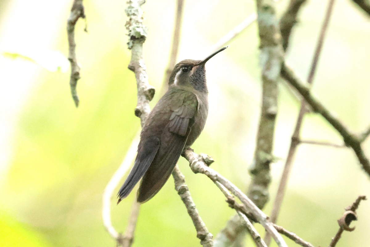 Amethyst-throated Mountain-gem (Amethyst-throated) - ML645234883