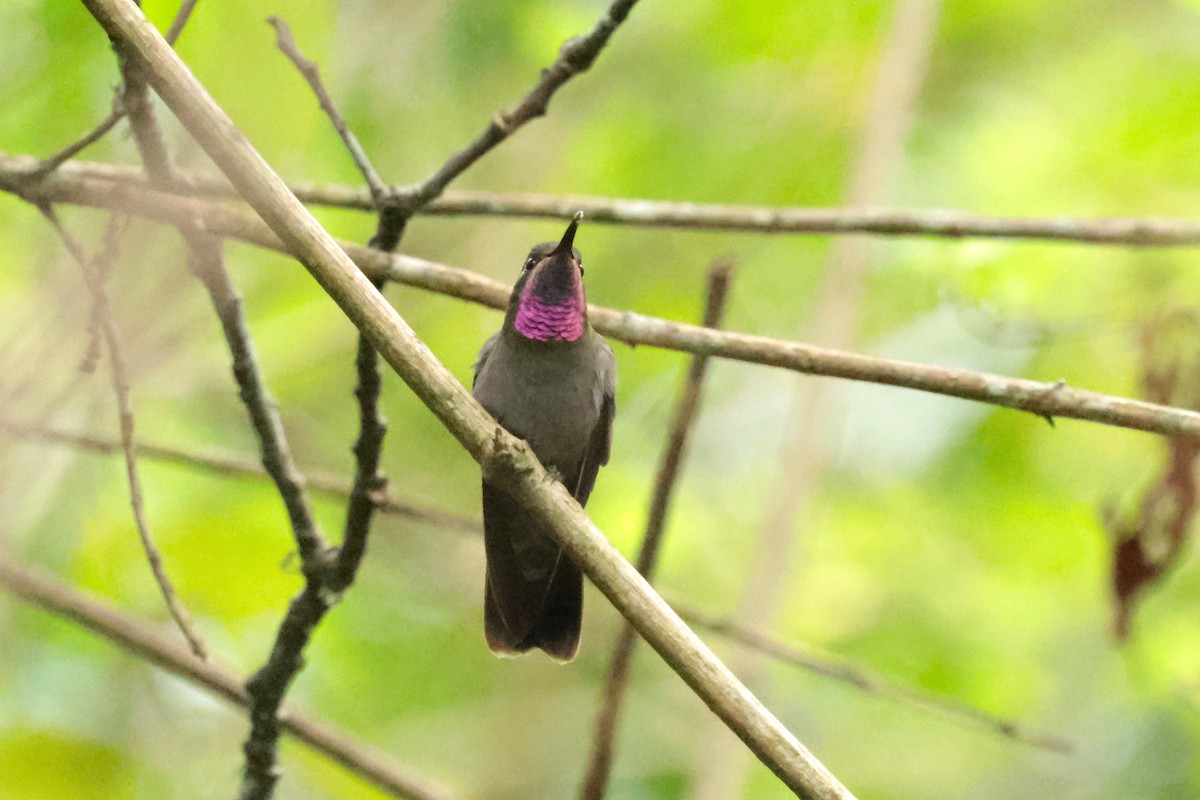 Amethyst-throated Mountain-gem (Amethyst-throated) - ML645234884