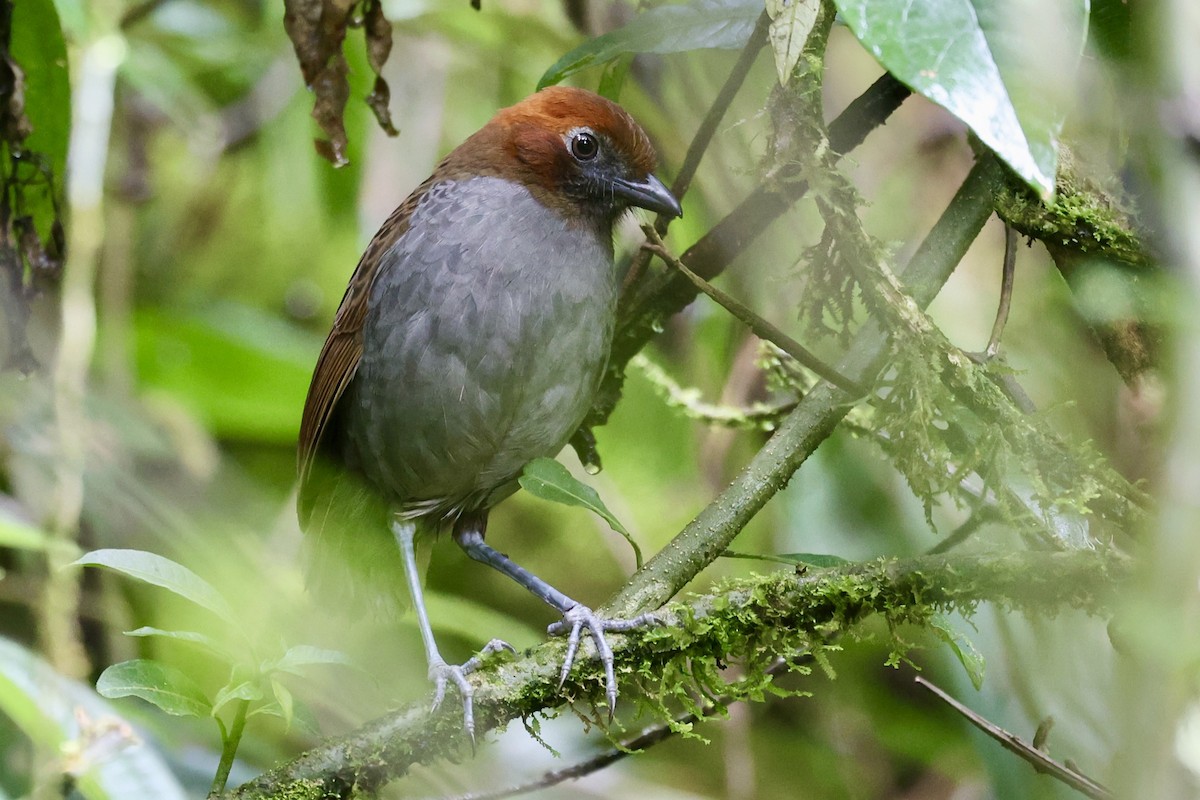 Chestnut-naped Antpitta - ML645234896