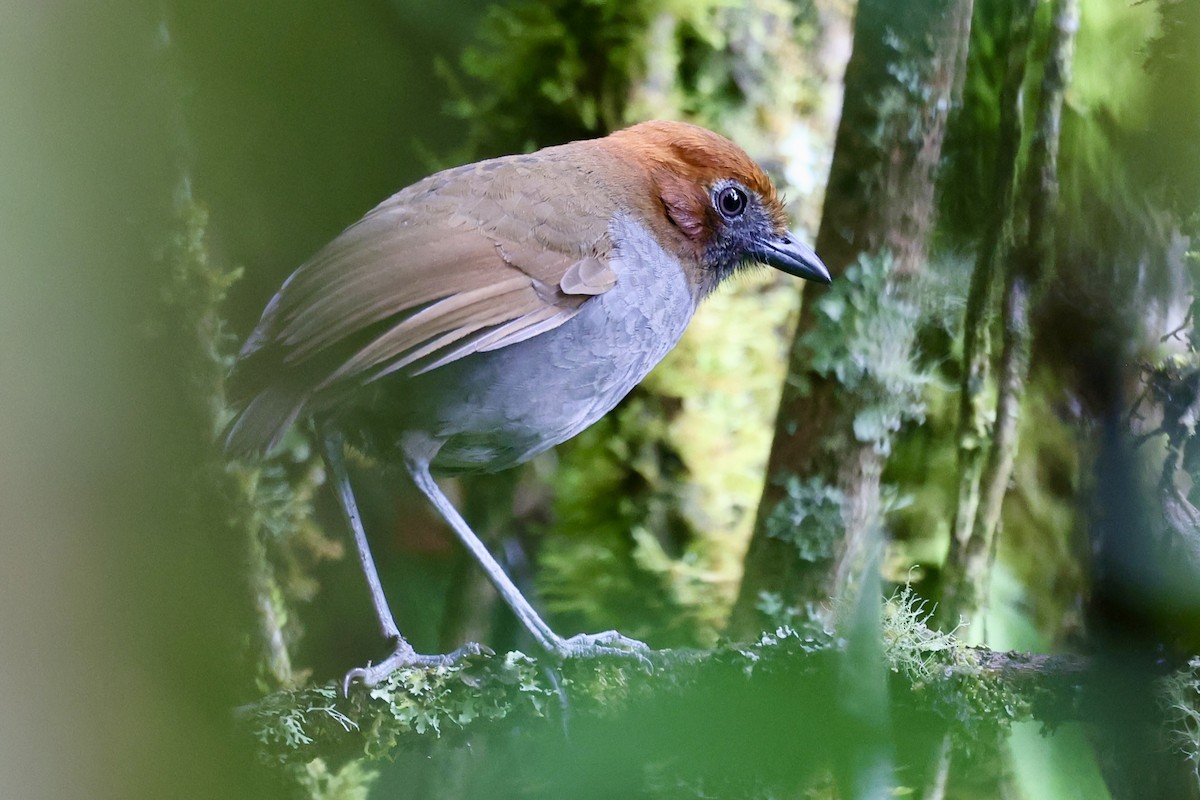 Chestnut-naped Antpitta - ML645234897