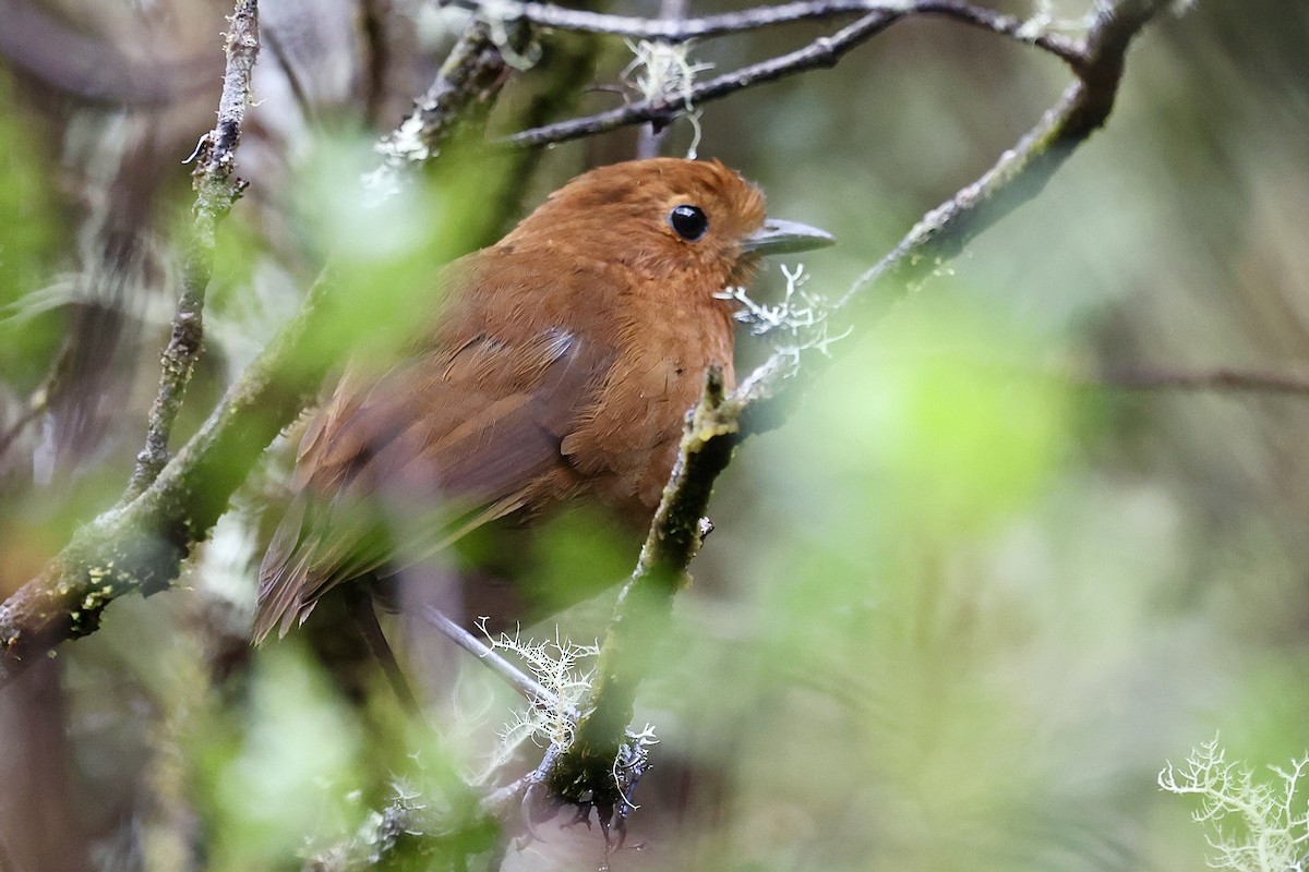 Chami Antpitta - ML645234900
