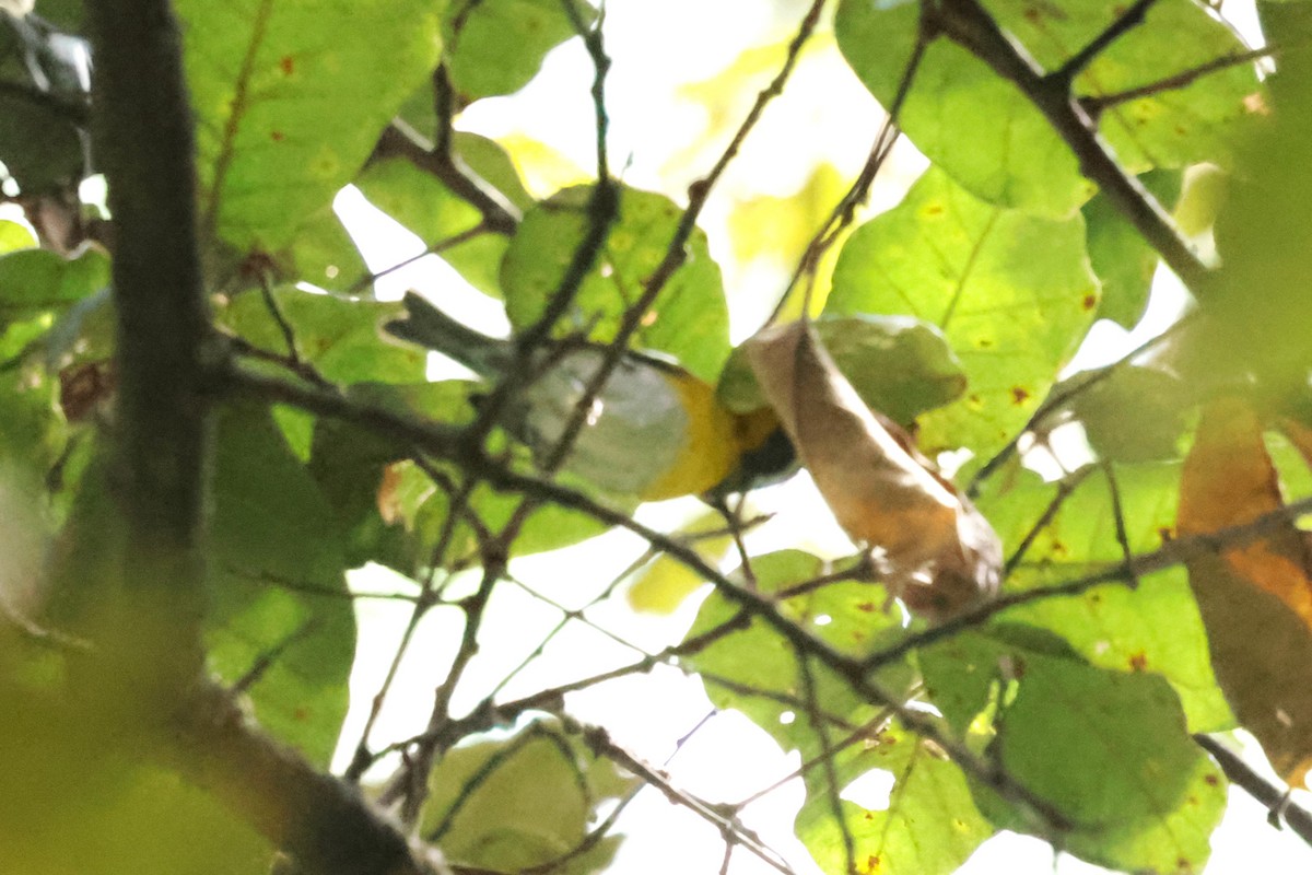 Crescent-chested Warbler - ML645234904