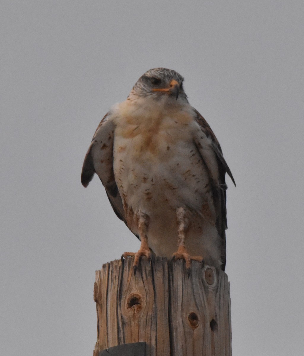 kongevåk - ML645234912