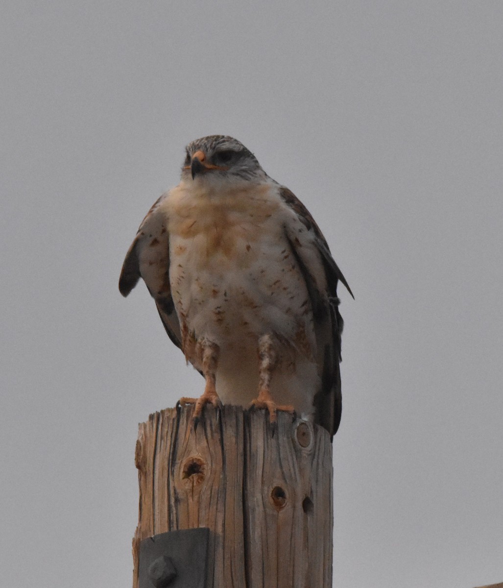 kongevåk - ML645234913