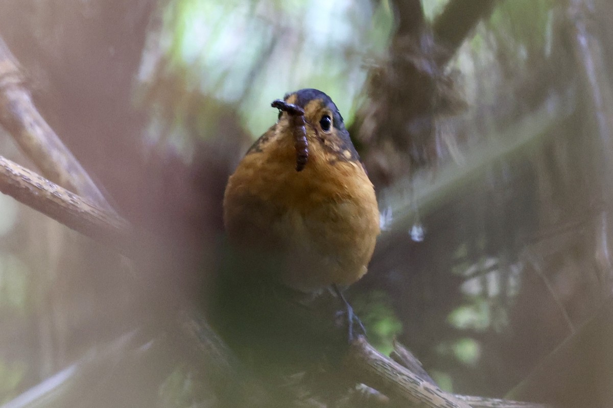 Slate-crowned Antpitta - ML645234922