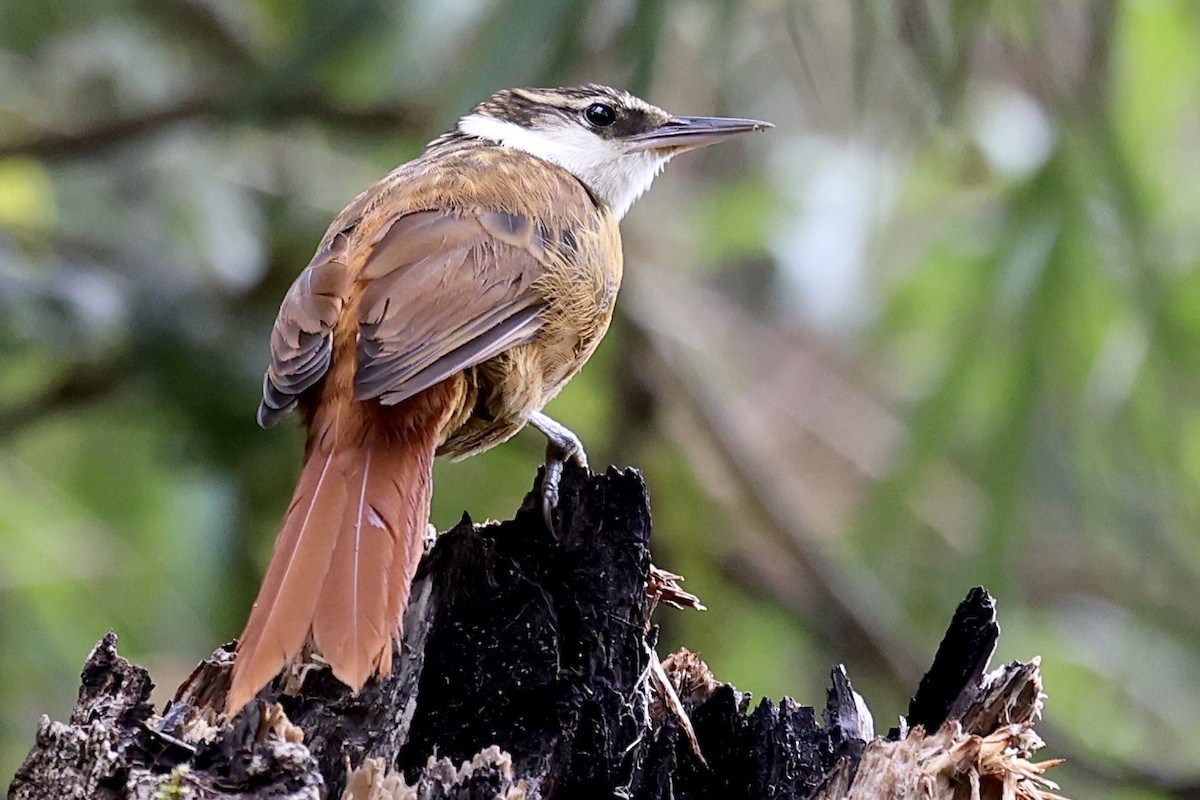 Streaked Tuftedcheek - ML645234935