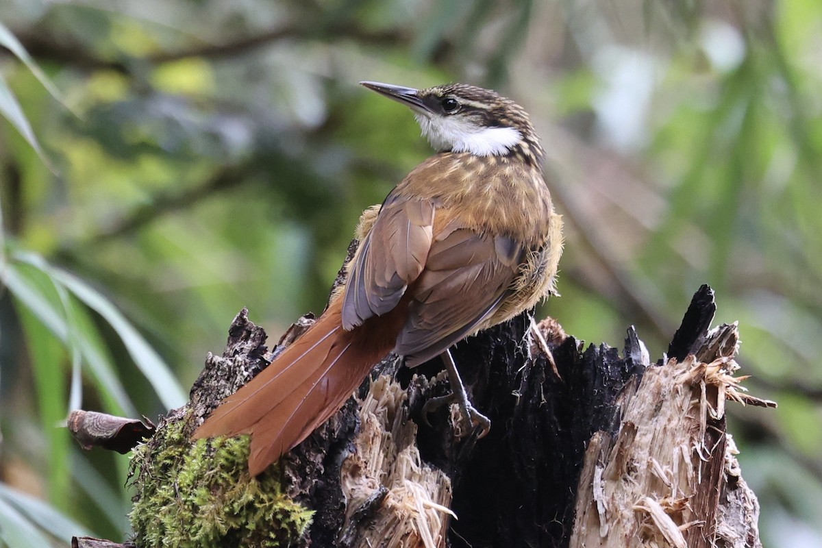 Streaked Tuftedcheek - ML645234936