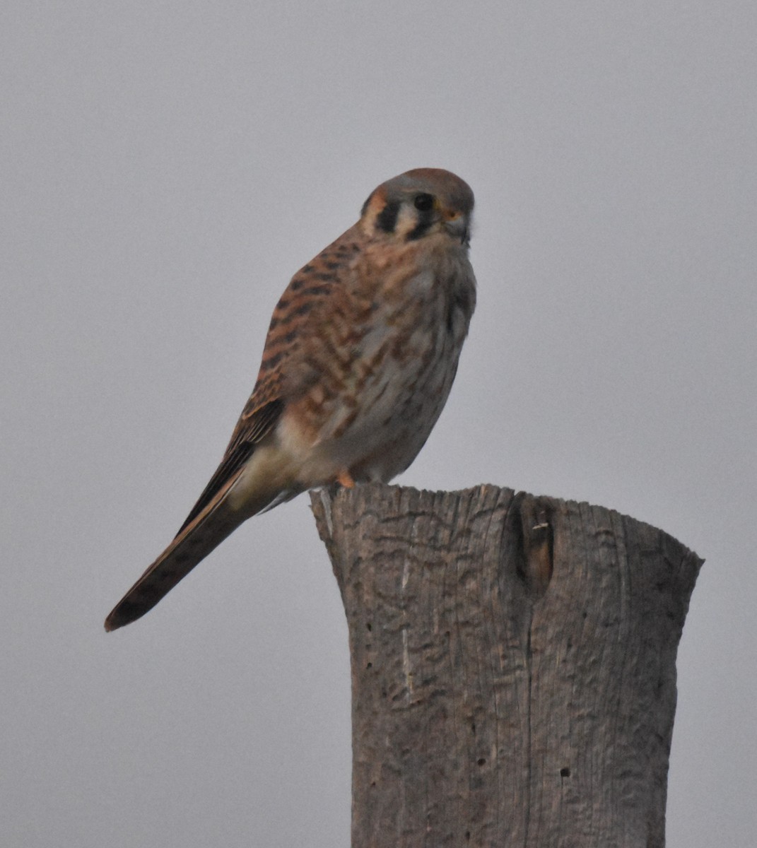 spurvefalk - ML645234937