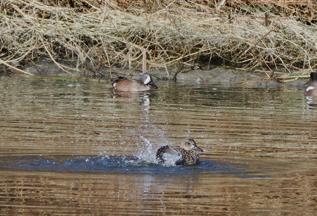 čírka modrokřídlá - ML645234943