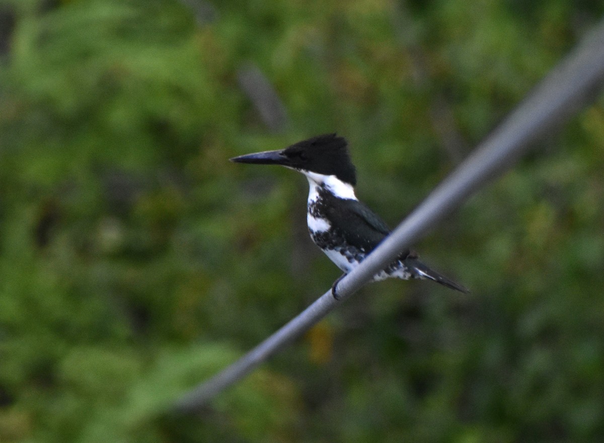 Green Kingfisher - ML645234948
