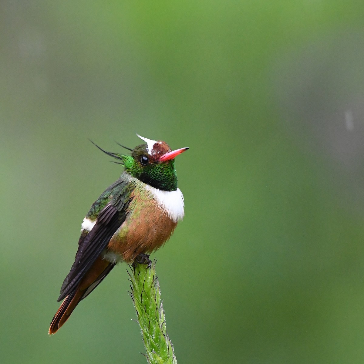 White-crested Coquette - ML645234949