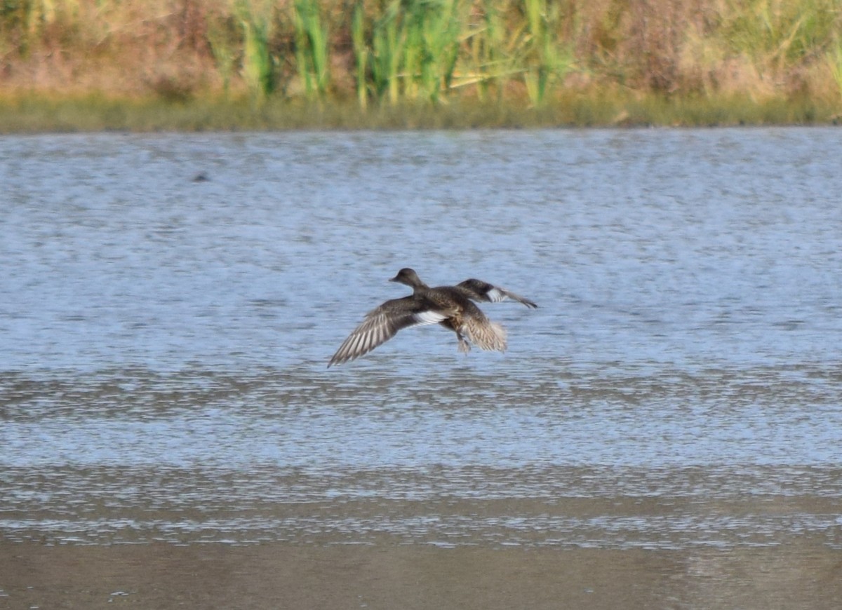 Серая утка - ML645234954